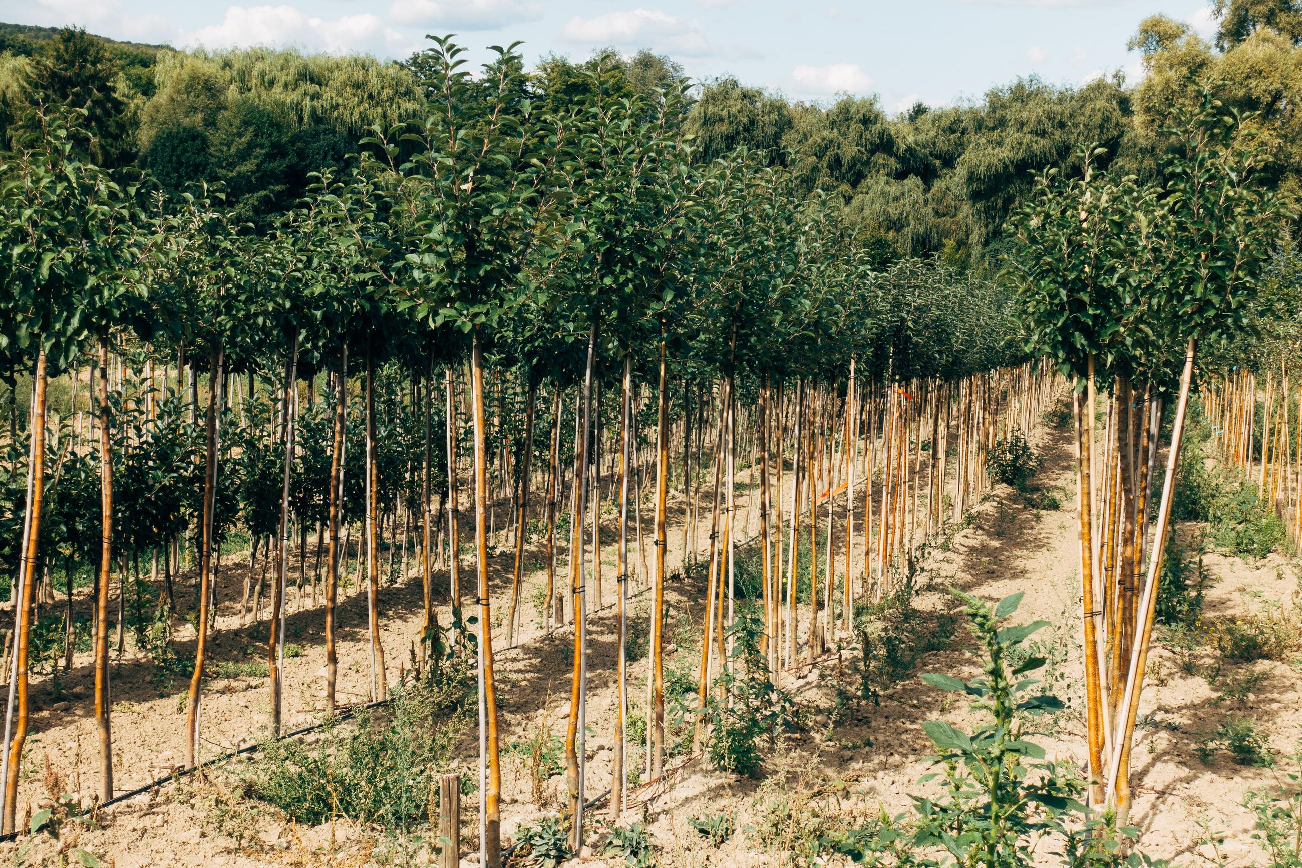 Permanent cropland with young trees