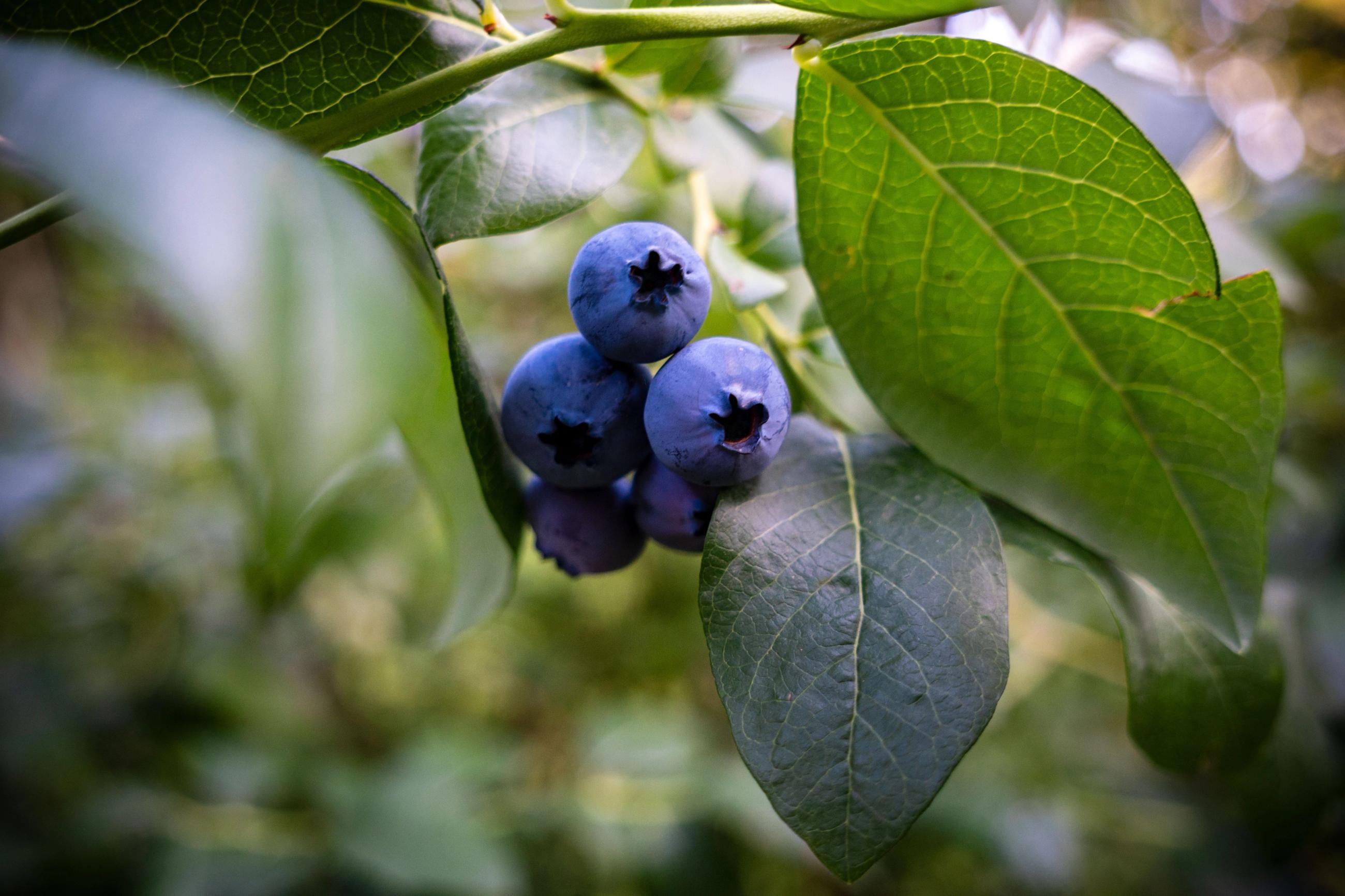 Blueberries on a branch