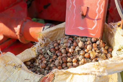 Harvested hazelnuts