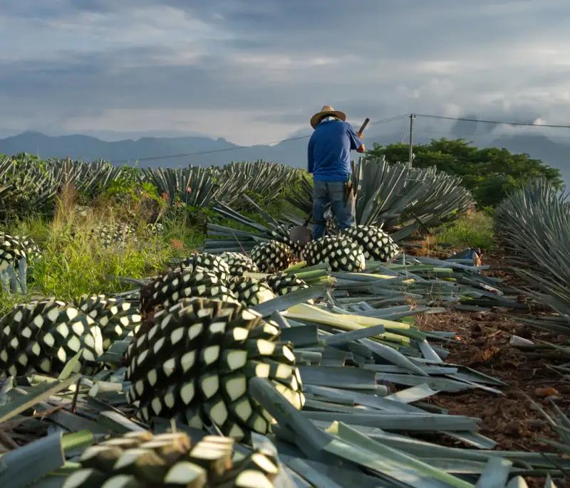 Agave spirit with lime