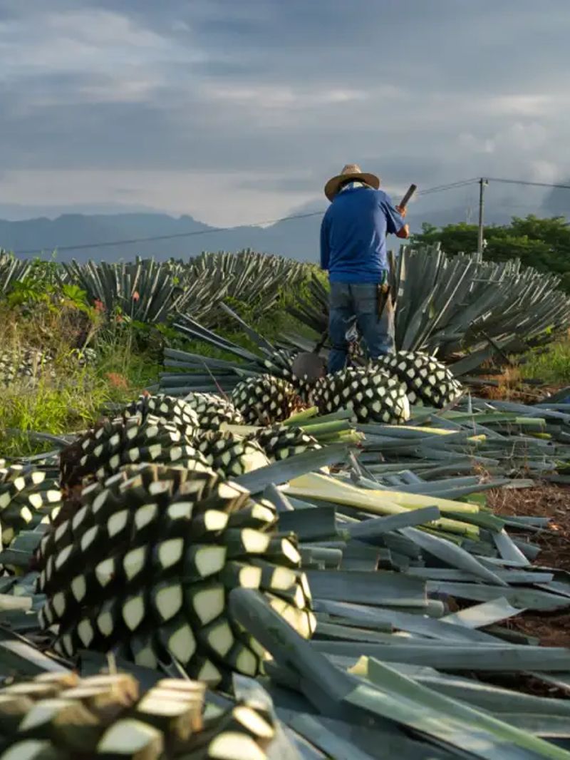 Agave spirit with lime