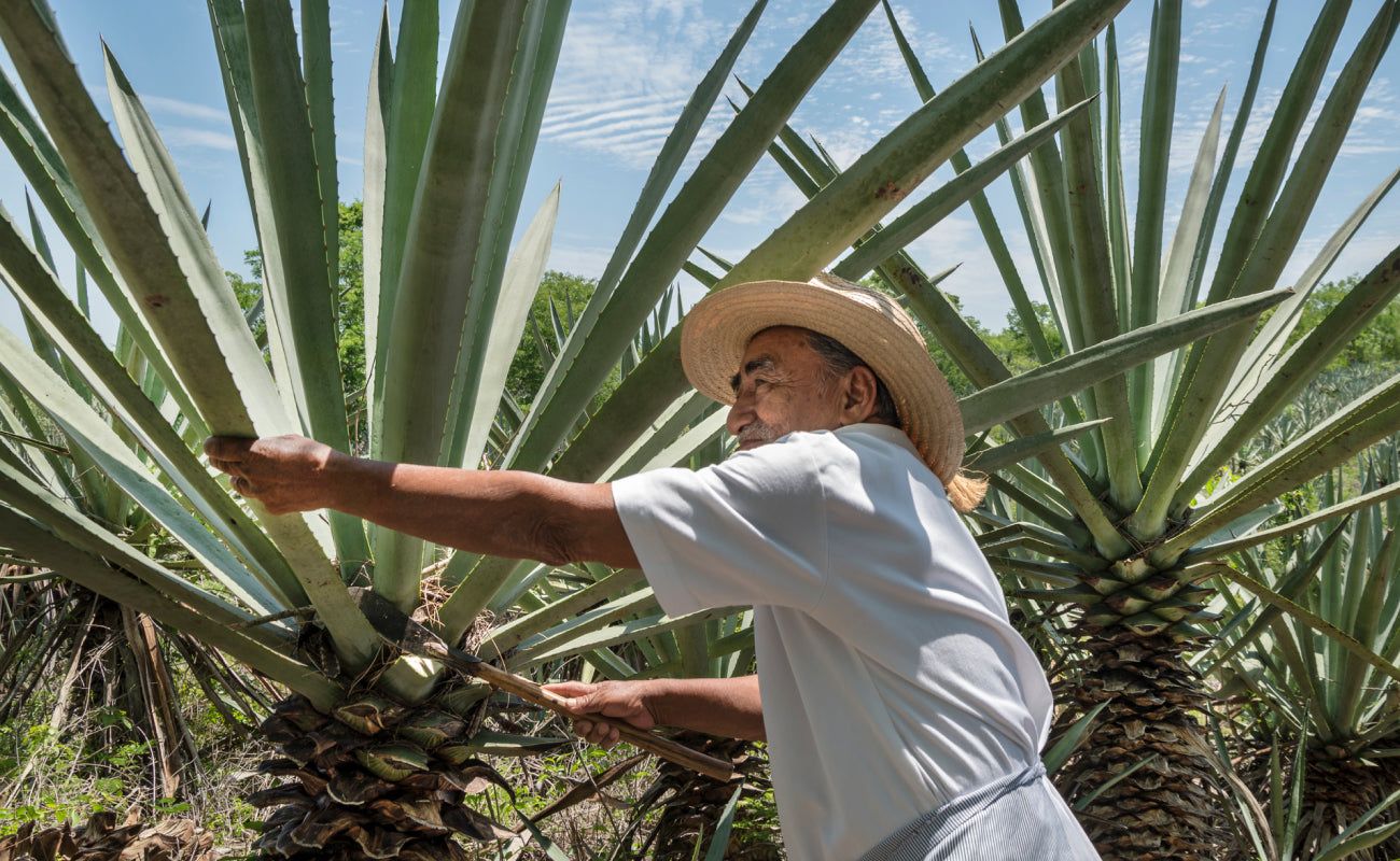 Tequila & Mezcal