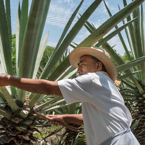 Tequila & Mezcal