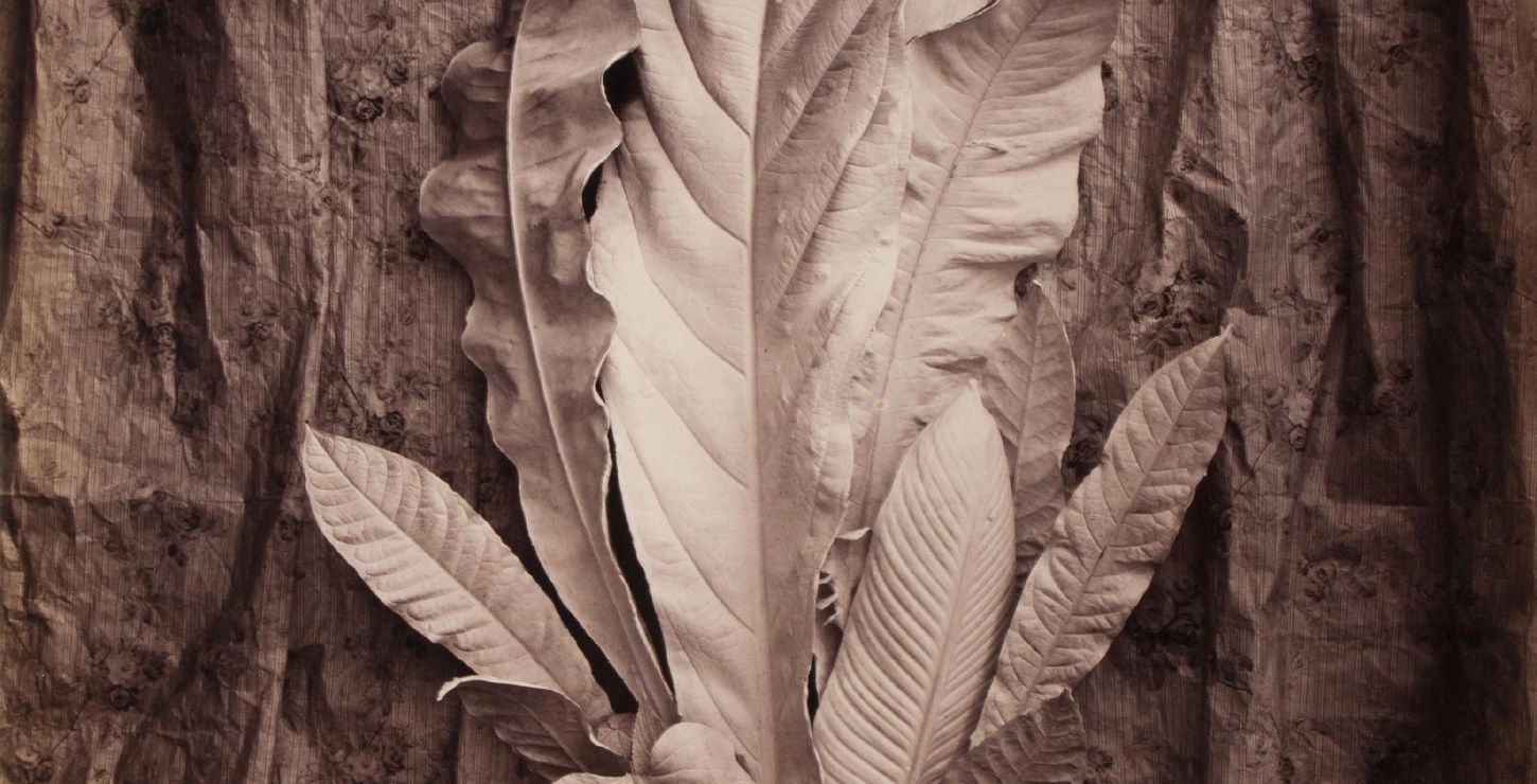 Group of Leaves on a Tulle Background, 1864, Charles Aubry, French, 1811 - 1877, 1971-4-124