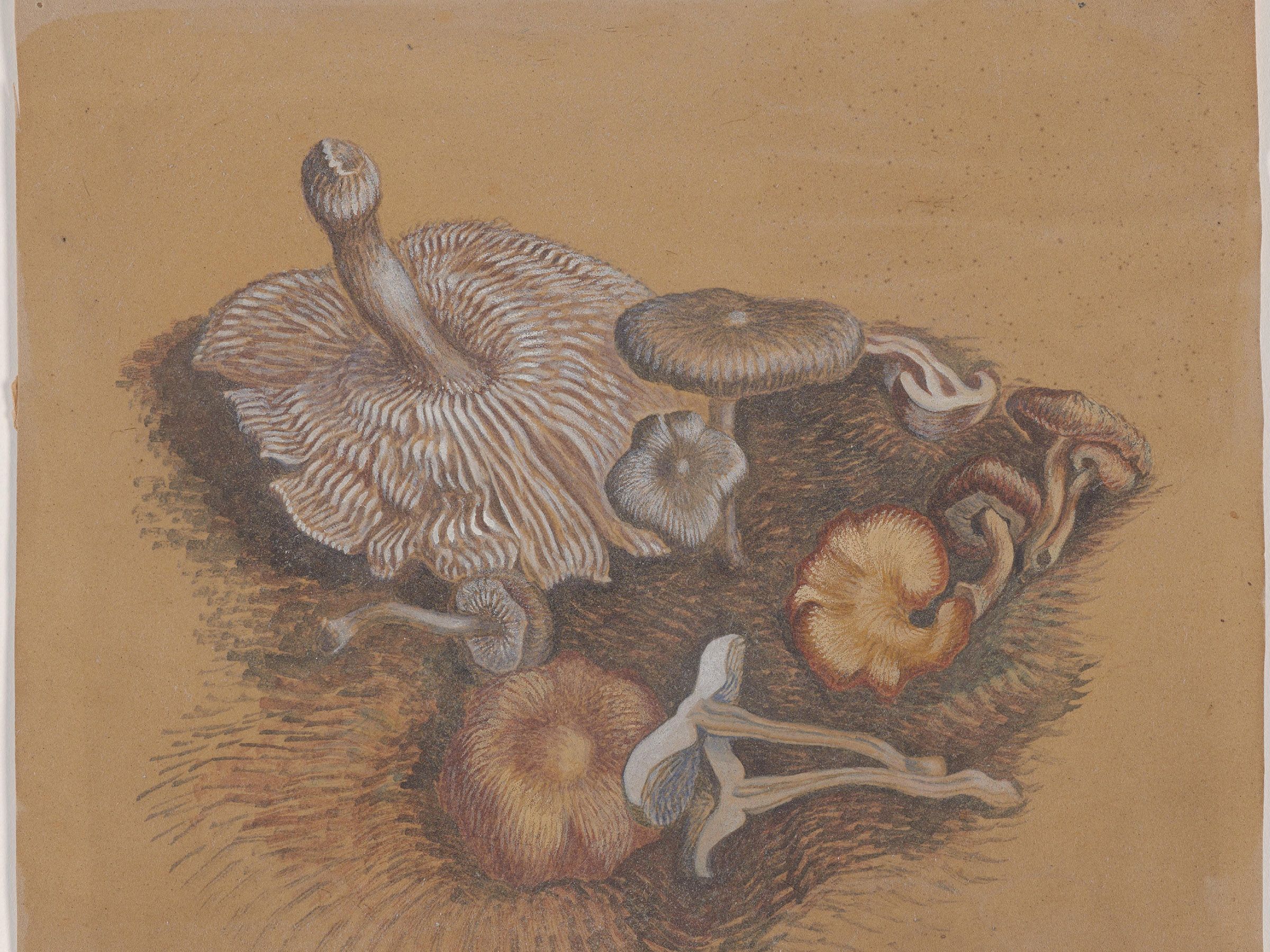 Mushrooms, c. 1932, Wanda Gág (American, 1893–1946), 1952-32-641