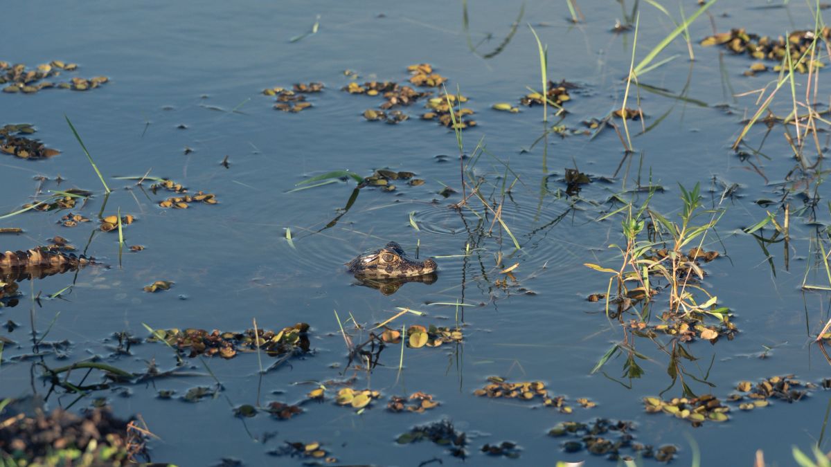 esteros del iberá