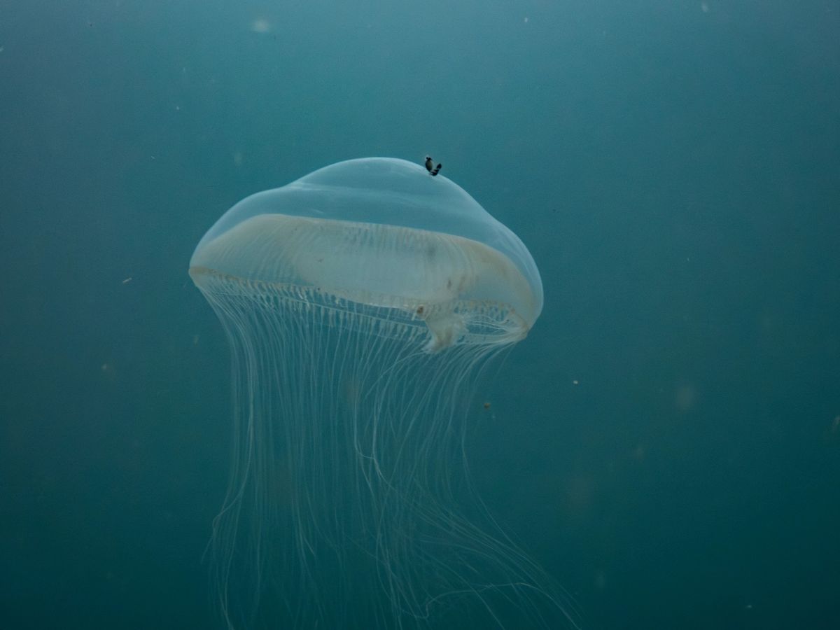 underwater