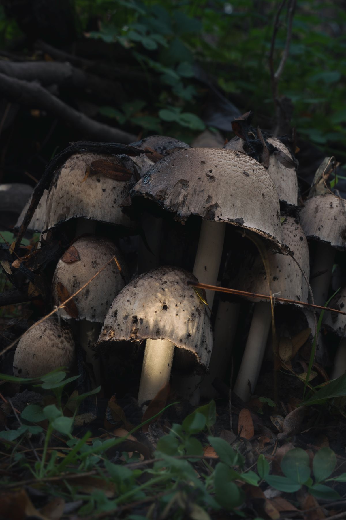 mushrooms