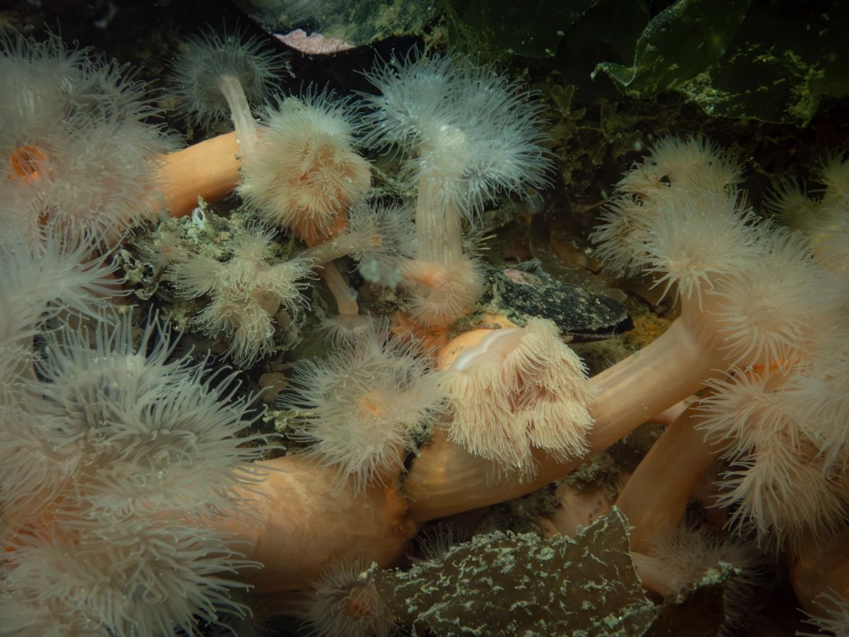 underwater