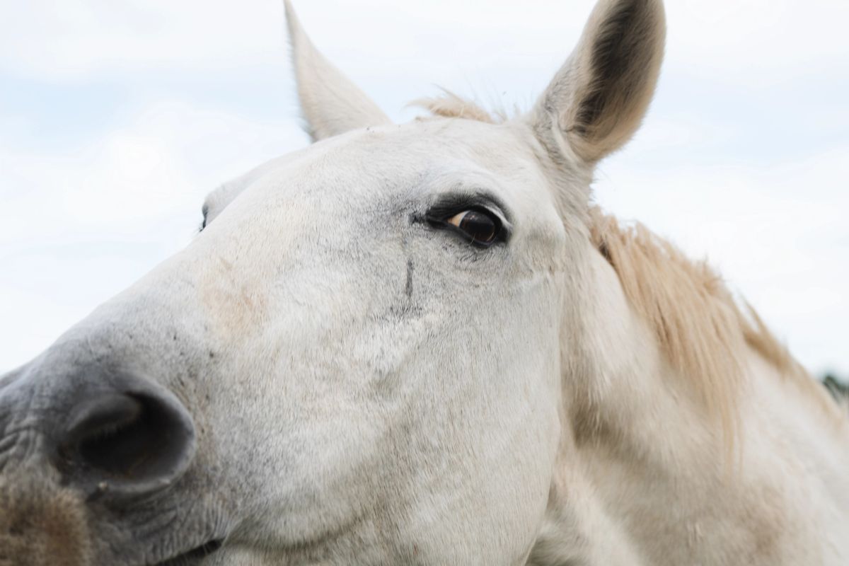 horse