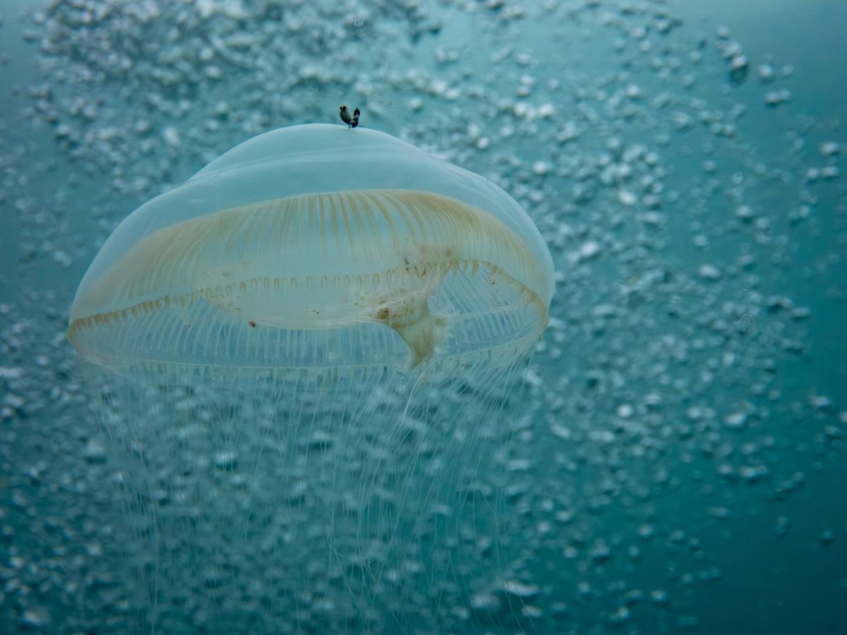 underwater