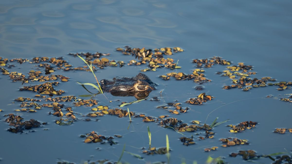 esteros del iberá
