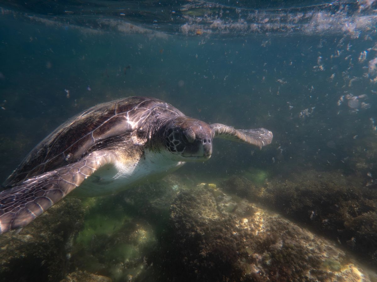 underwater