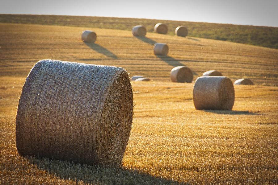 Round hay bale in a golden field