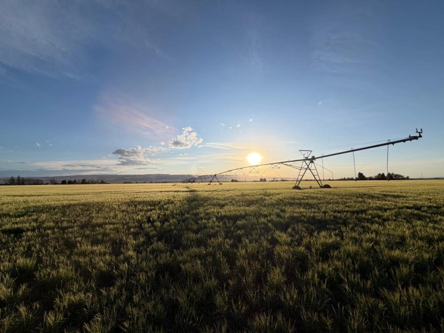 Golden wheat field at sunset