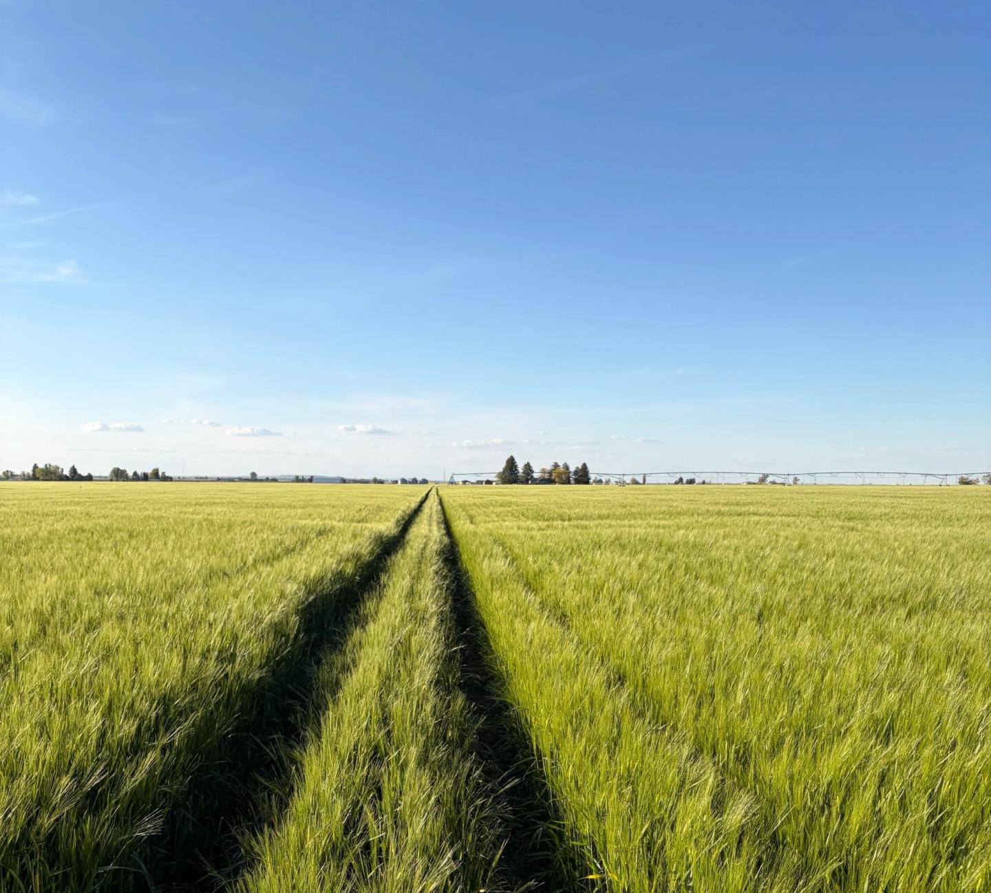 Golden field at sunset
