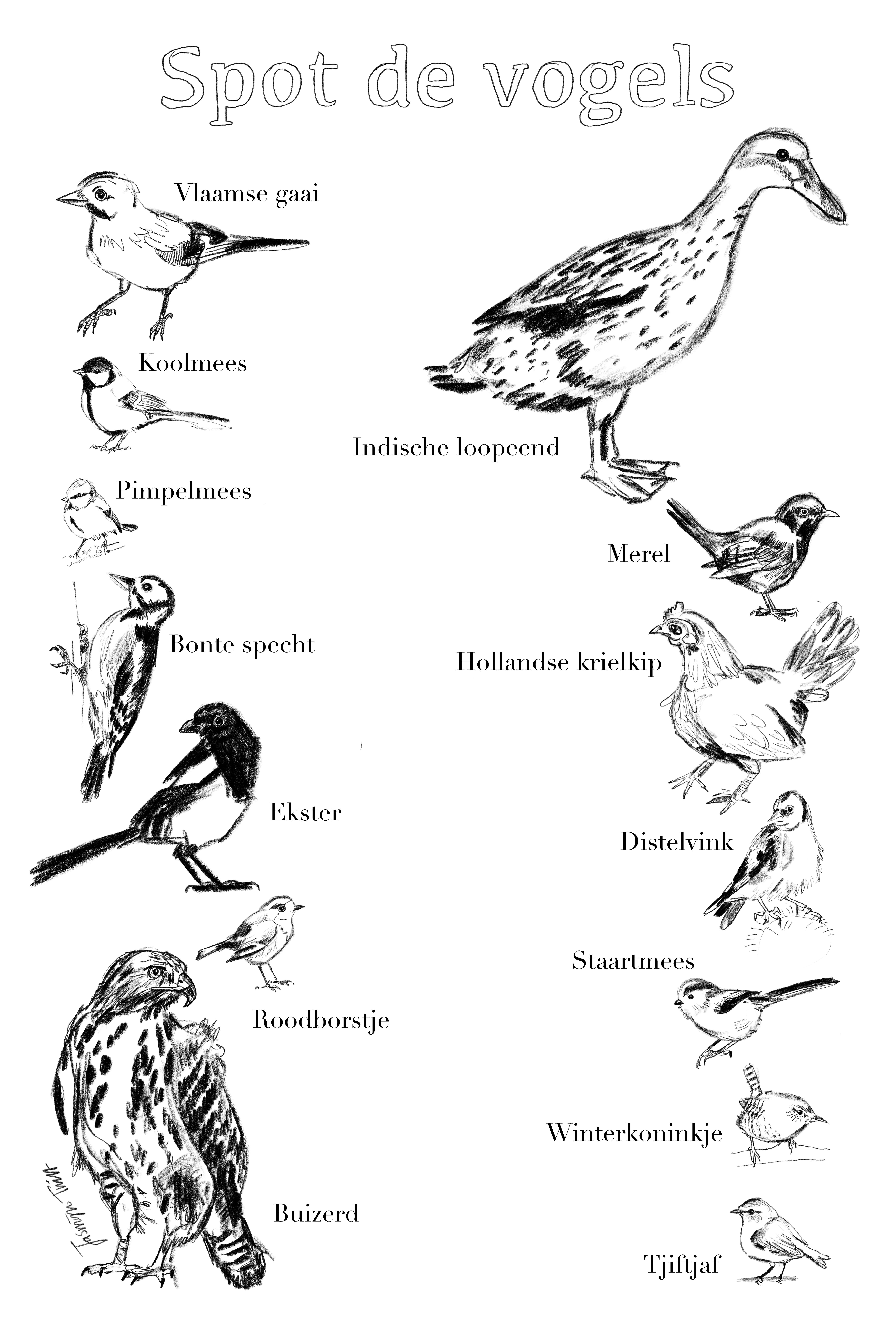 tekeningen van verschillende vogelsoorten