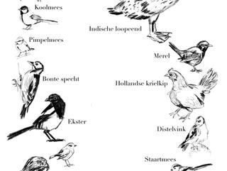 tekeningen van verschillende vogelsoorten