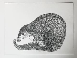 Pangolin tekening, inkt op papier