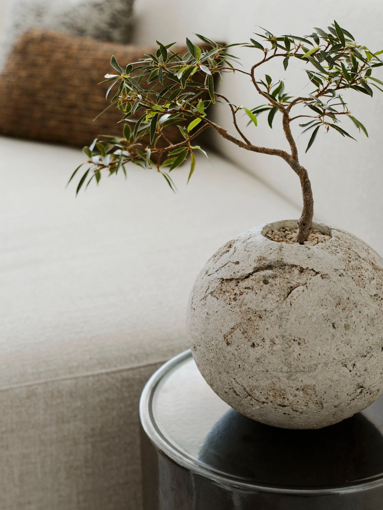 Sculptural potted tree and textured stone vessel on a dark side table at Cloud Surfer, a Broadbeach penthouse by Sydney interior design studio Decus