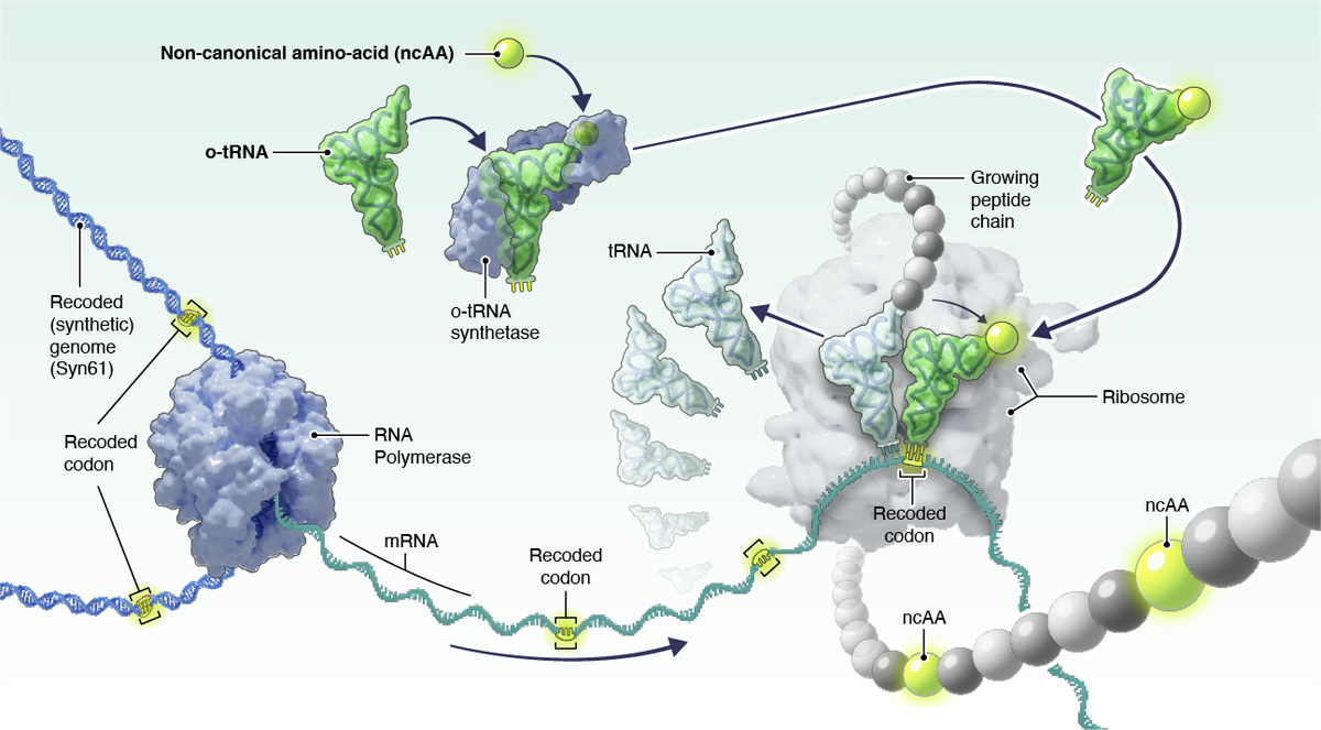 Engineered translation - ncAA incorporation and programmable polymers