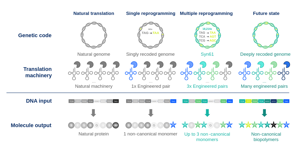 Genetic code expansion process showing ncAA incorporation via orthogonal tRNA and ribosome