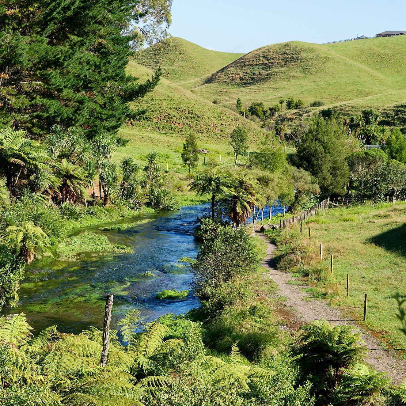 River on a farm in the Waikato region of New Zealand.
