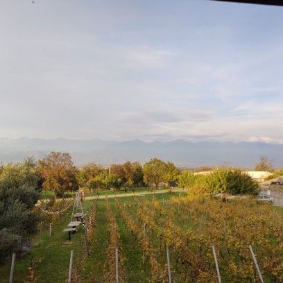 The Vineyard at Schuchmann Wines, Kakheti