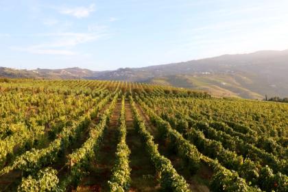 Port & the Wines of the Douro Valley