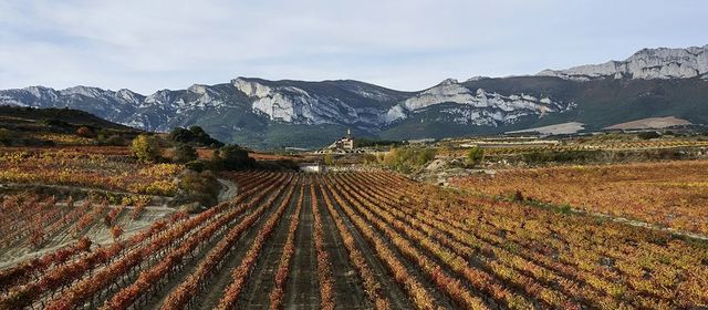 The Spectator Club Tour to Rioja