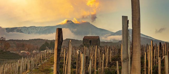 Wines of Sicily