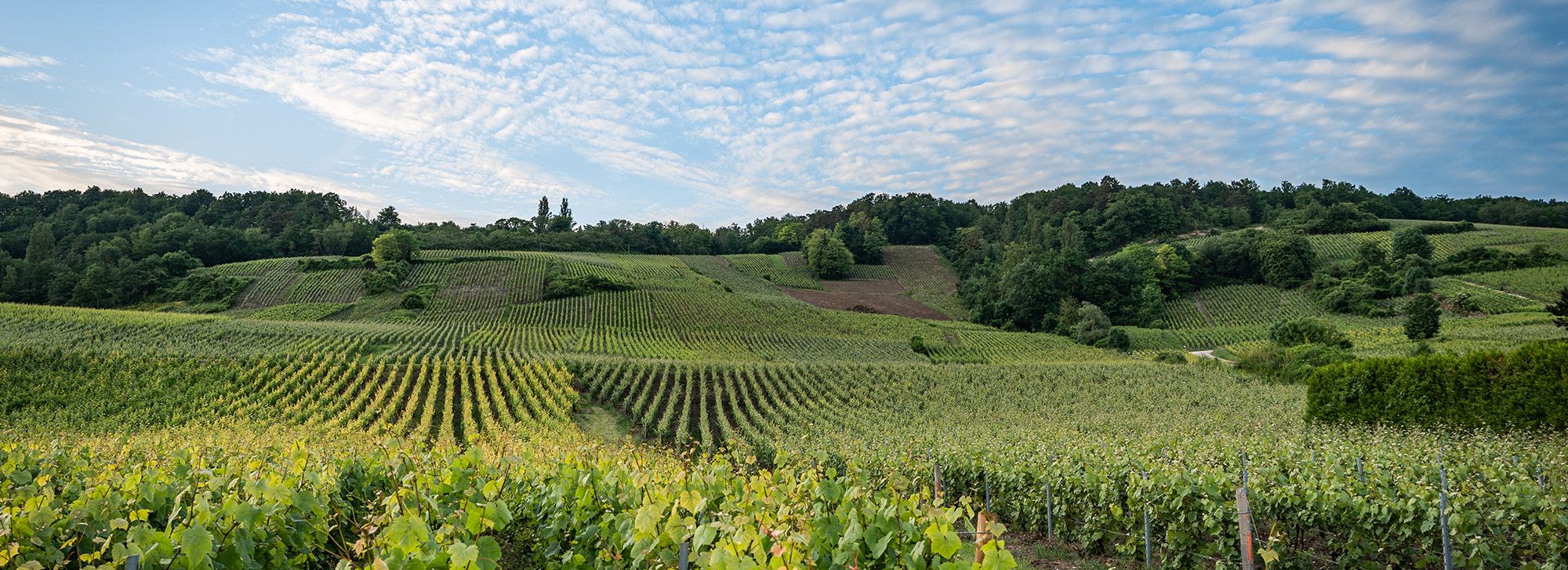 Reims and Champagne 2027