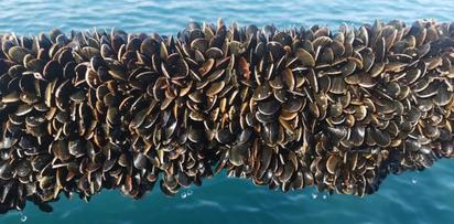 PROJECT Discover the benefits of rope-grown mussels