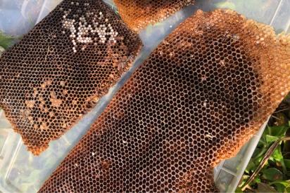 ONLINE COURSE Dave’s Beekeeping Course