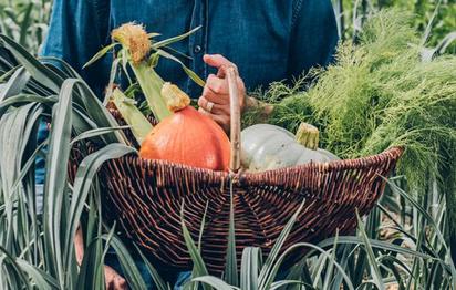 ONLINE COURSE Eat The Veg Patch