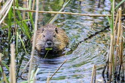 PROJECT Learn how beavers can help prevent our homes from flooding