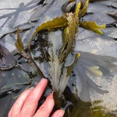 PROJECT How to harvest seaweed