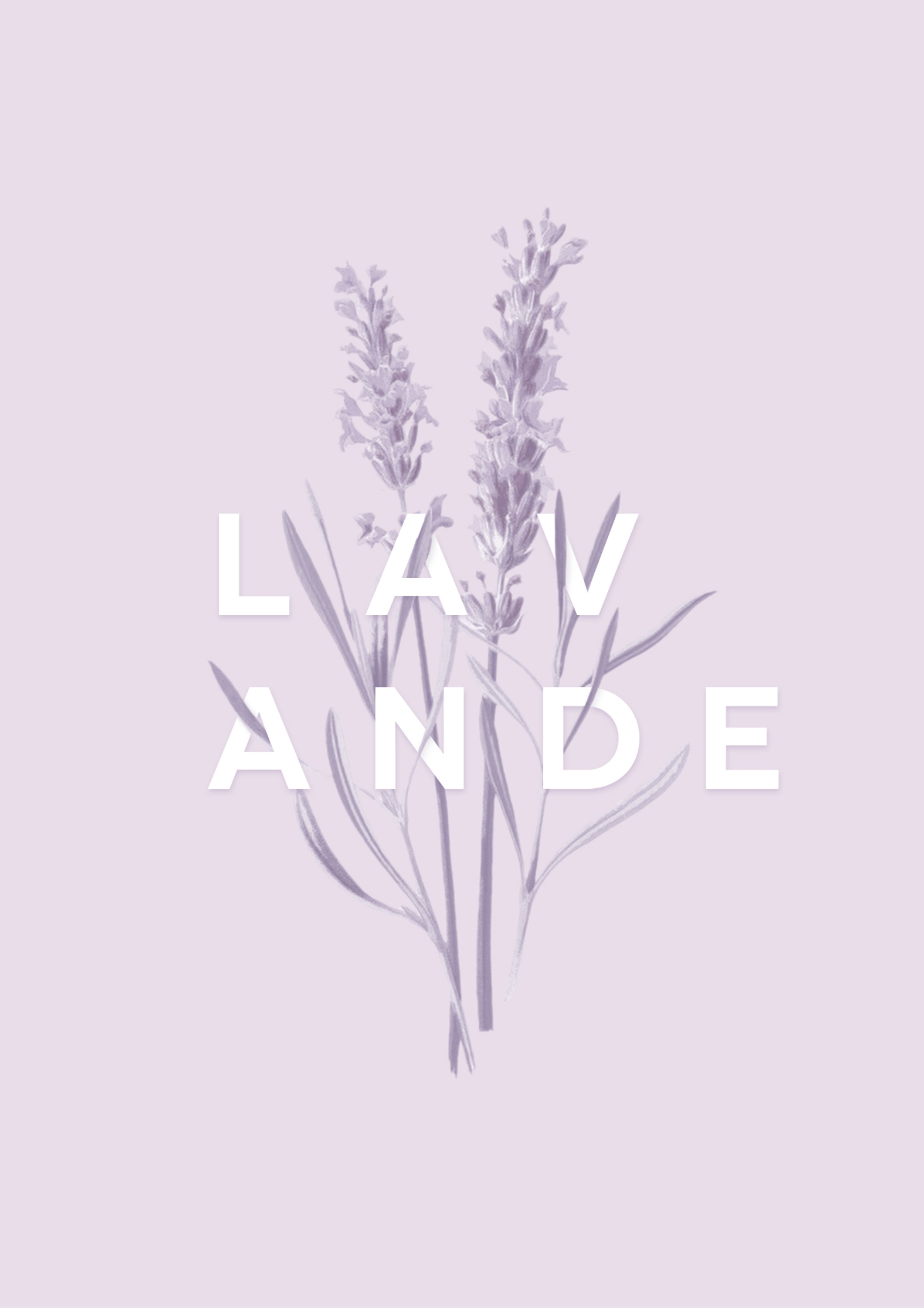 Lavande
