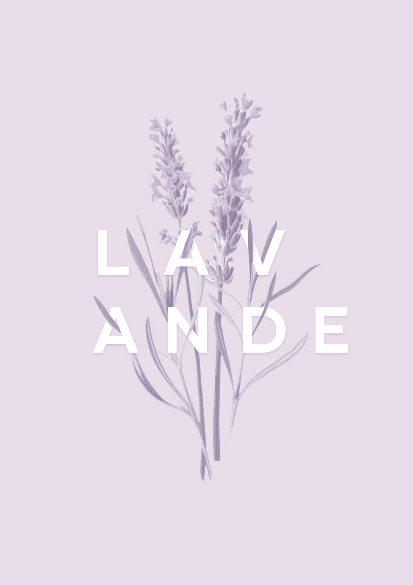 Lavande
