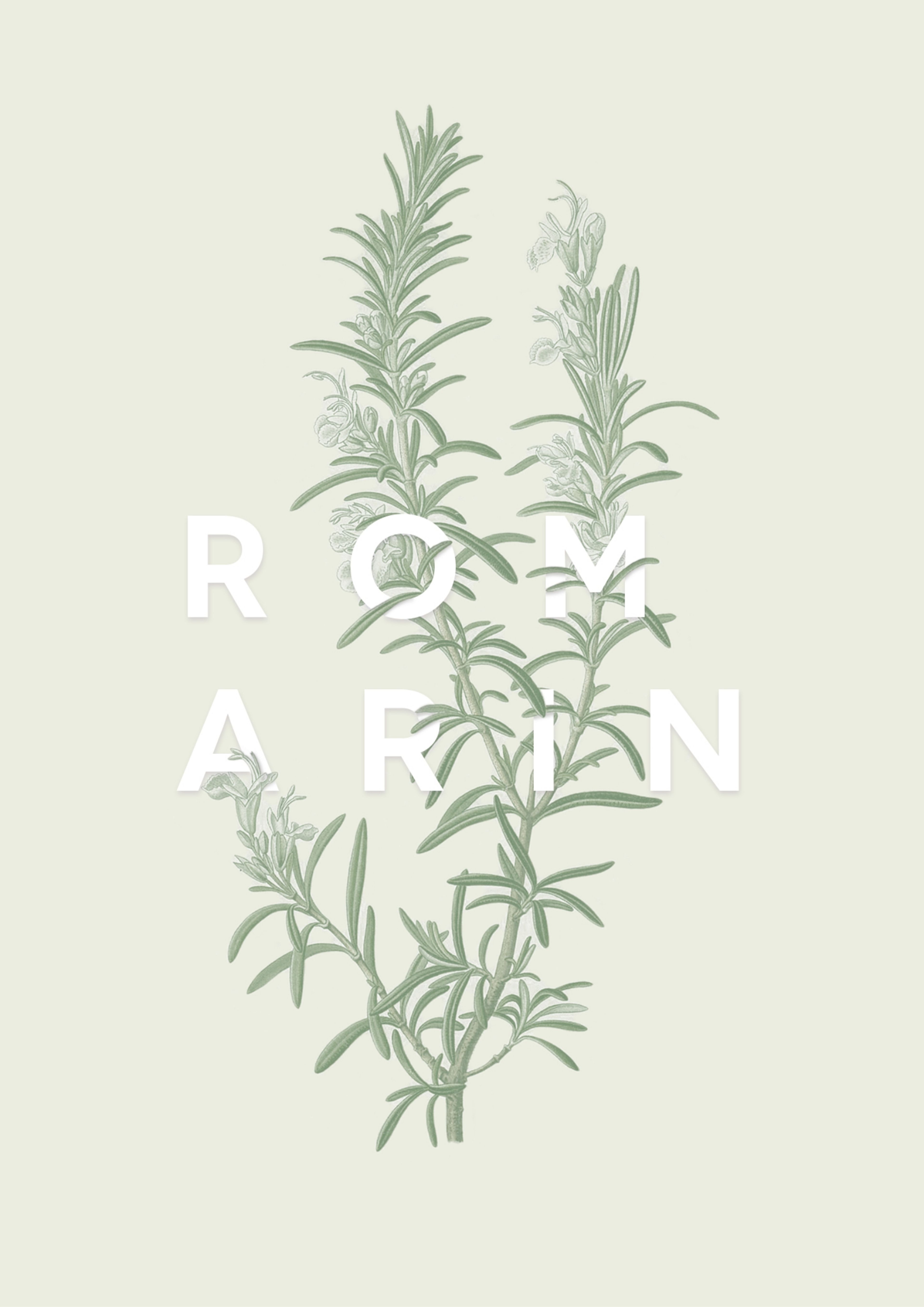 Romarin
