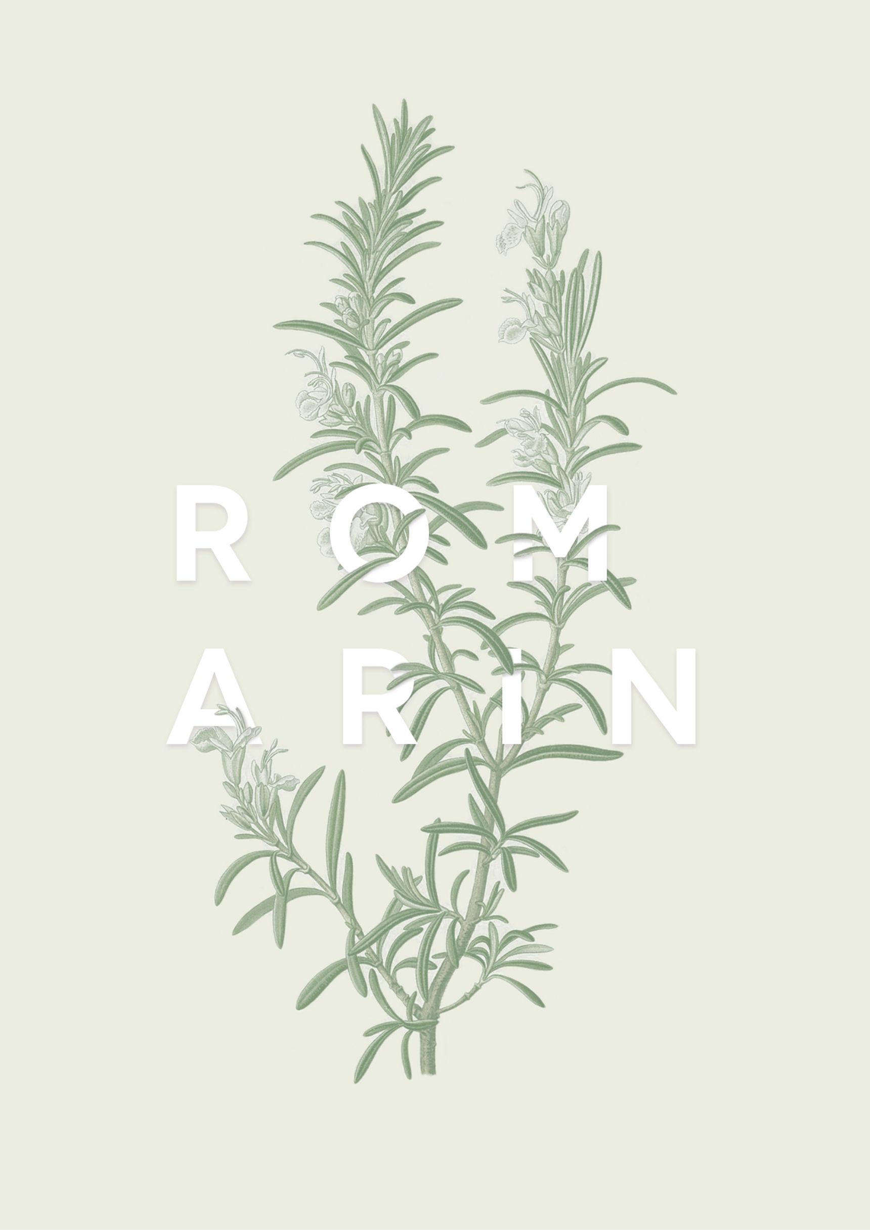 Romarin