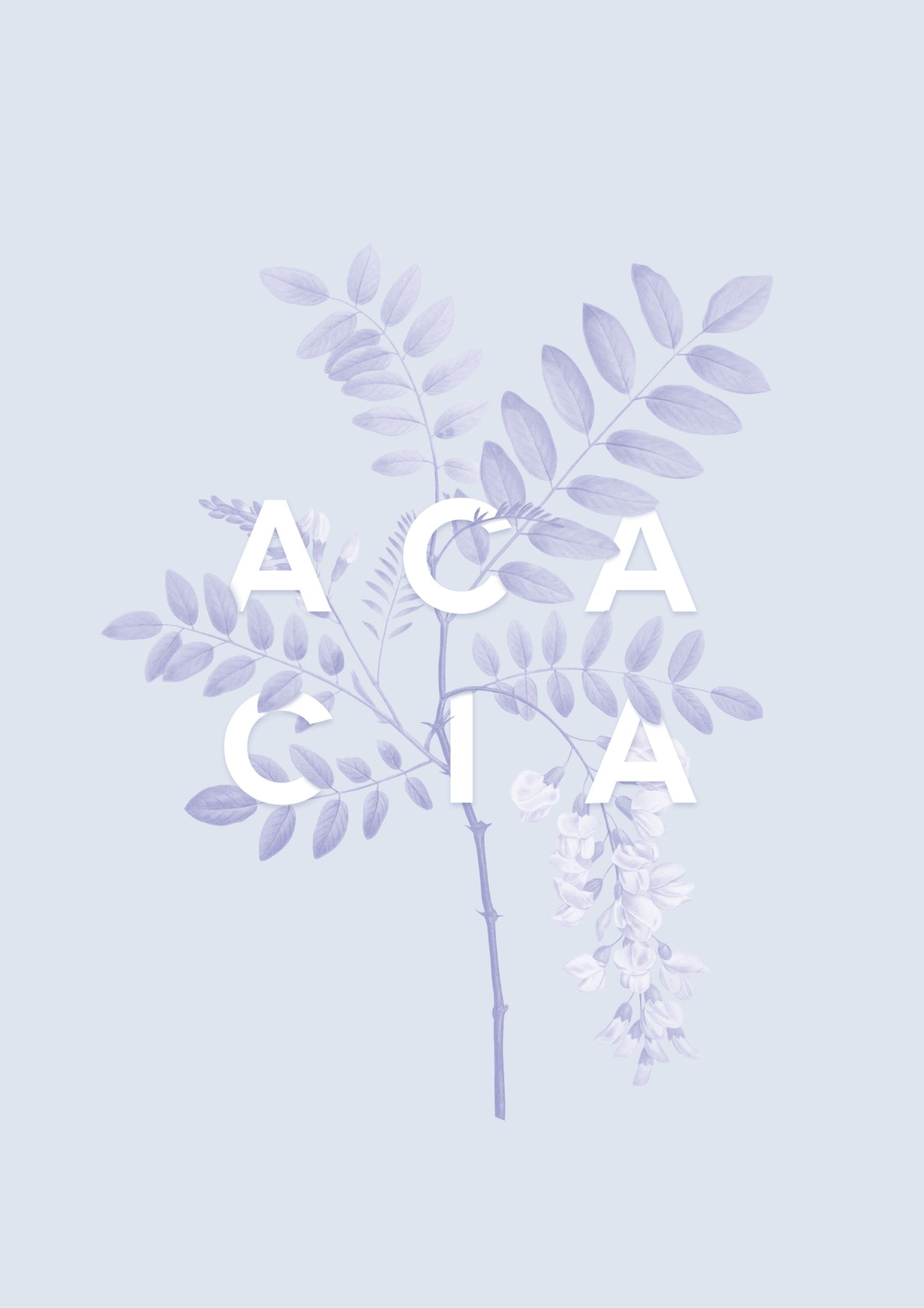 Acacia