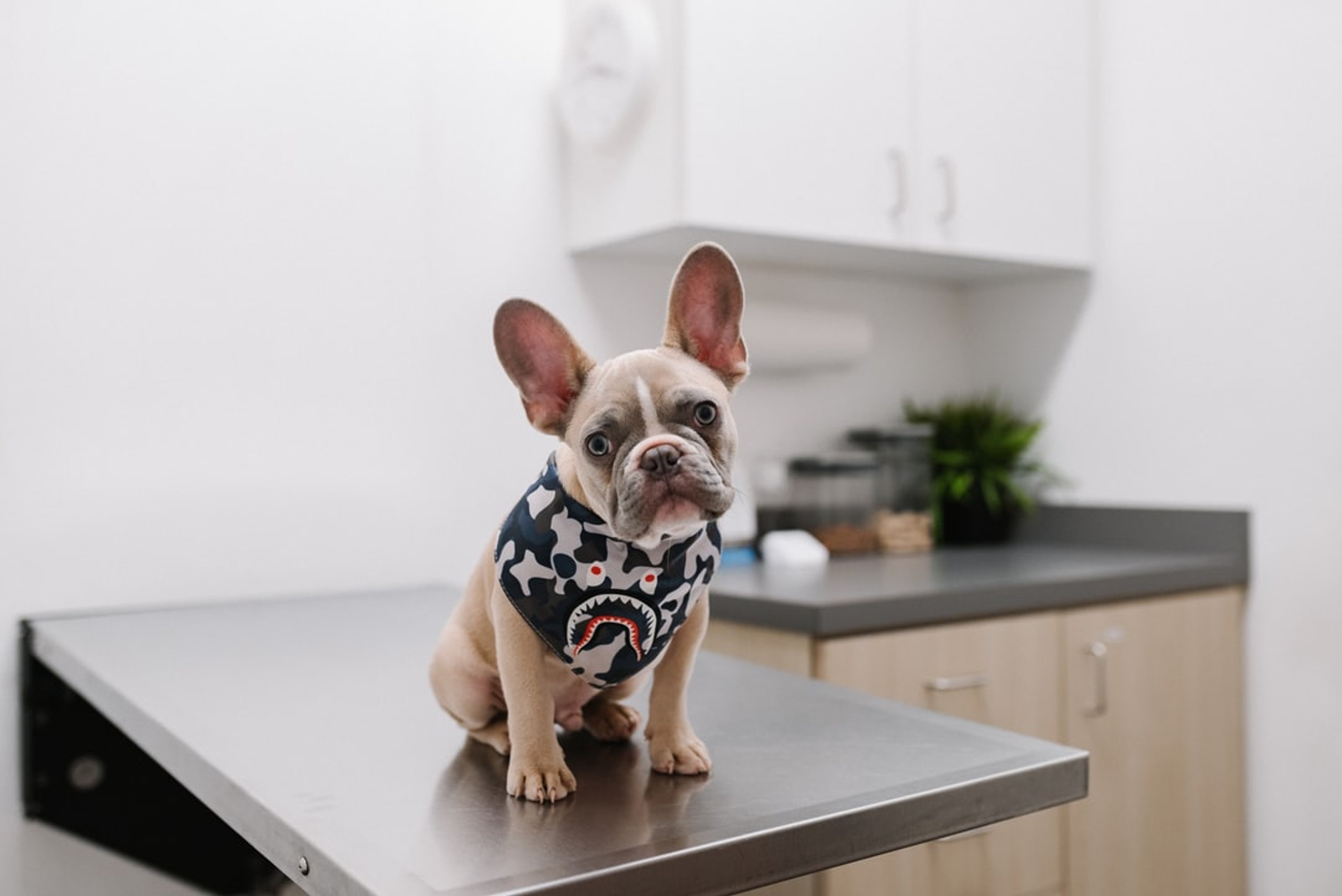 Pet Insurance for Pre-Existing Conditions: What You Need to Know