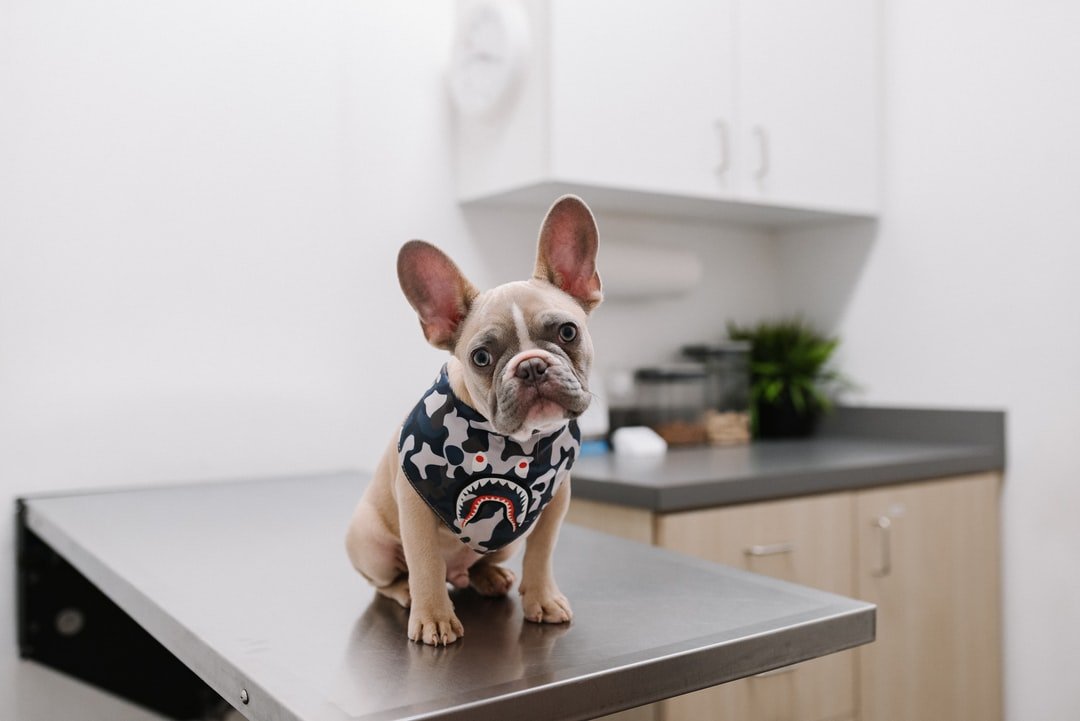Pet Insurance for Pre-Existing Conditions: What You Need to Know