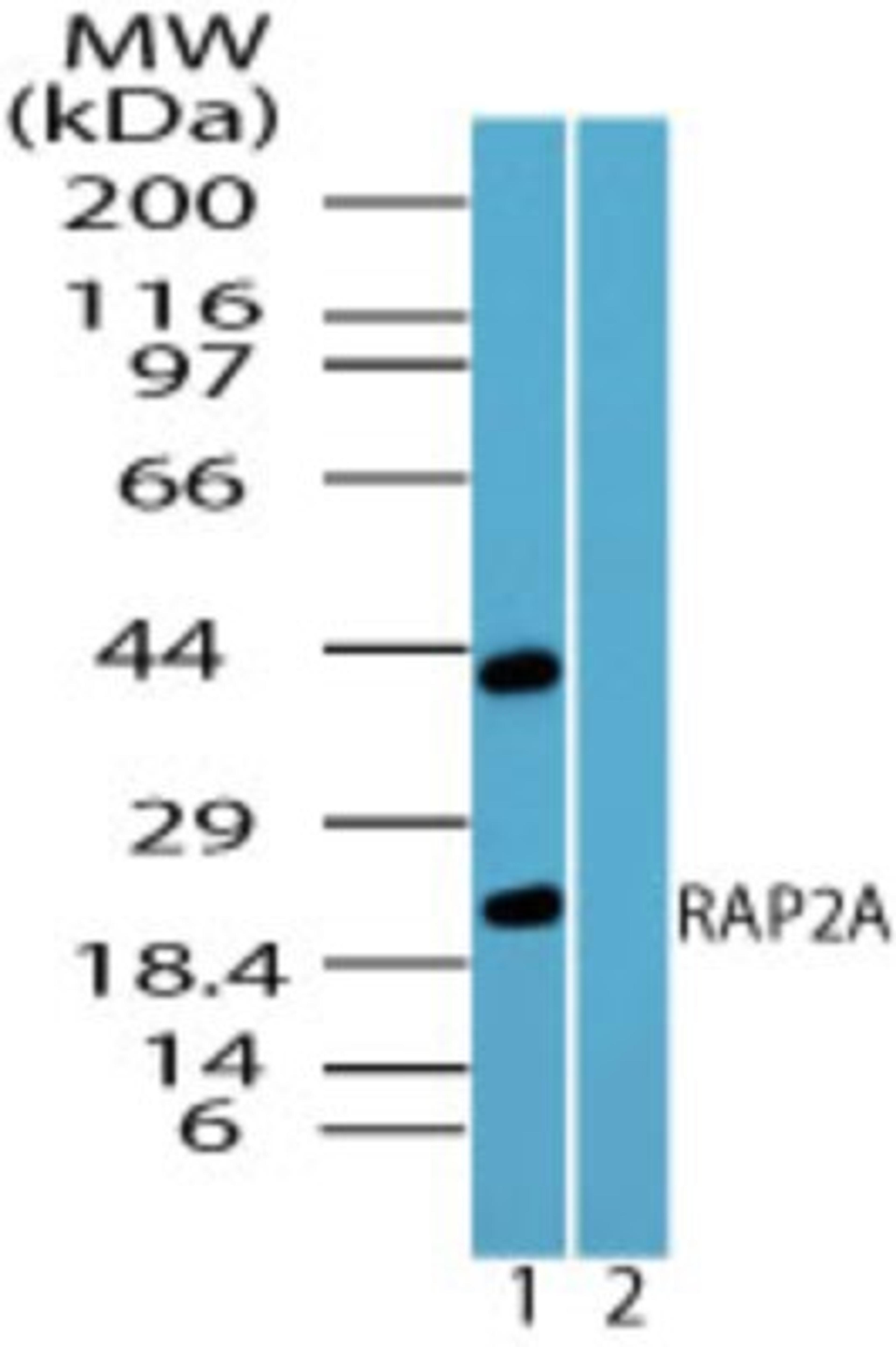 Western Blot: Rap2A Antibody [NBP2-24574] - analysis of RAP2A in MCF7 cell lysate in the 1) absence and 2) presence of immunizing peptide using RAP2A antibody at 0.1 ug/ml. I goat anti-rabbit Ig HRP secondary antibody and PicoTect ECL substrate solution were used for this test.