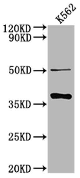 Western Blot. Positive WB detected in: K562 whole cell lysate. All lanes: OR5R1 antibody at 1:2000. Secondary. Goat polyclonal to rabbit IgG at 1/50000 dilution. Predicted band size: 37 kDa. Observed band size: 37 kDa. 