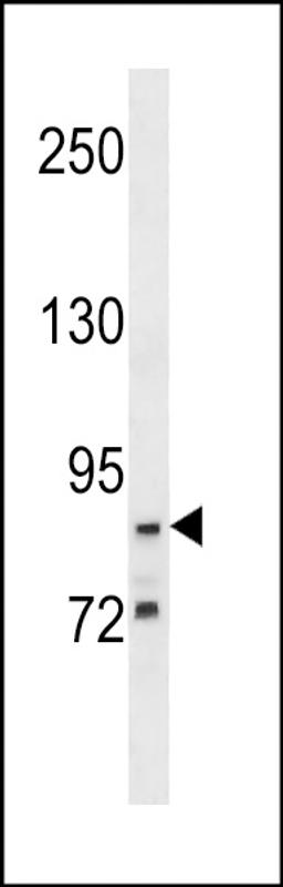 Western blot analysis in A549 cell line lysates (35ug/lane).