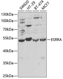 Western blot - ESRRA antibody (A1798)