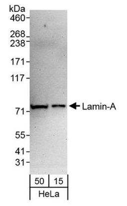 Detection of human Lamin-A by western blot.