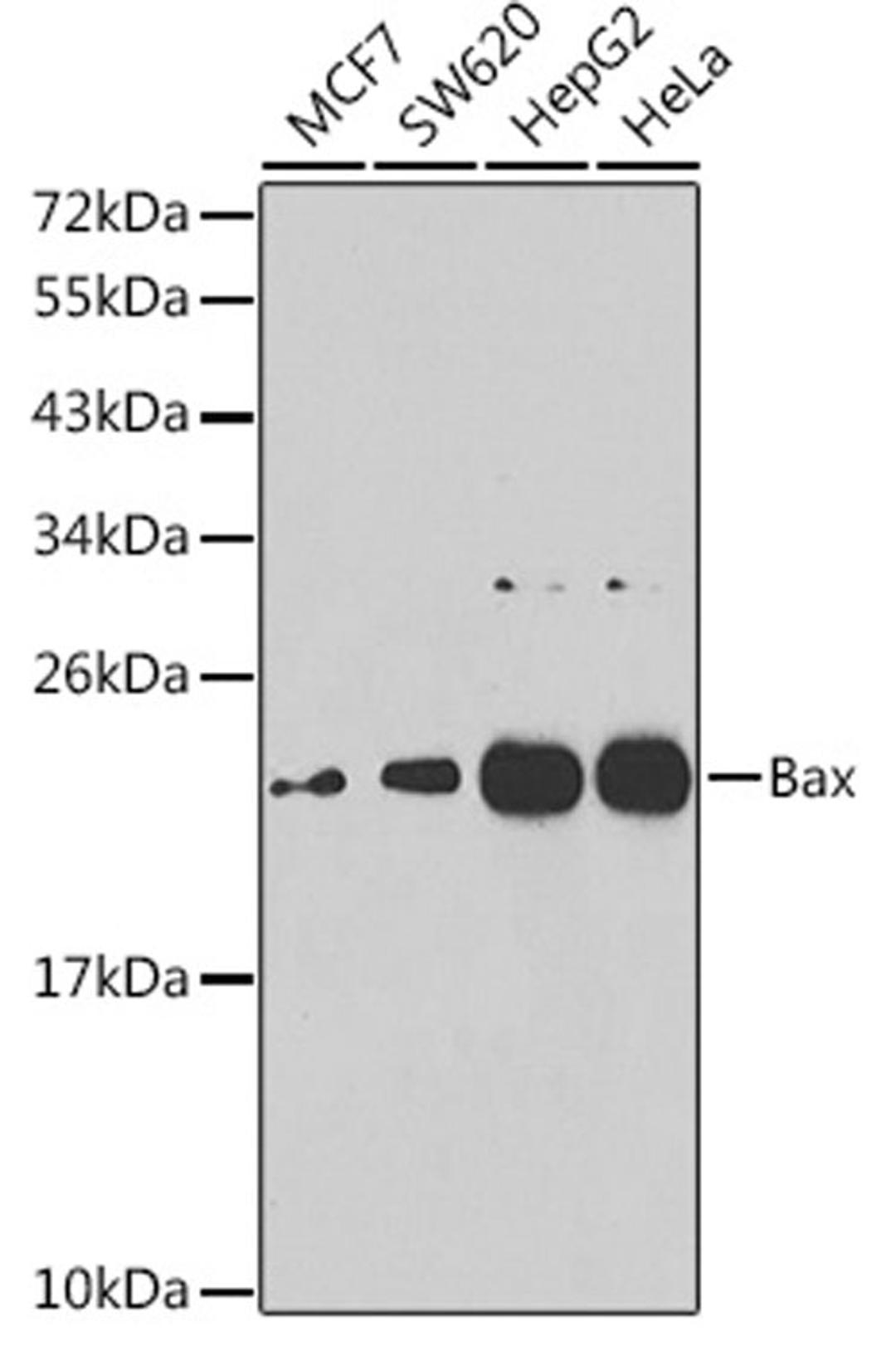 Western blot - Bax antibody (A7626)